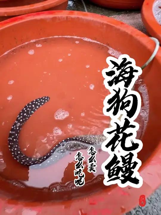 同学们,这个鱼你们那儿叫什么名字?你们都是怎么吃的呢?谁家没点土特产 菜市场阿姨教你做菜 