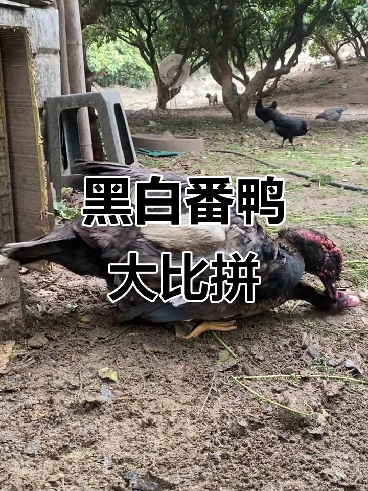 黑脸灰番鸭与金边番鸭的奇妙对比,你更喜欢哪种?