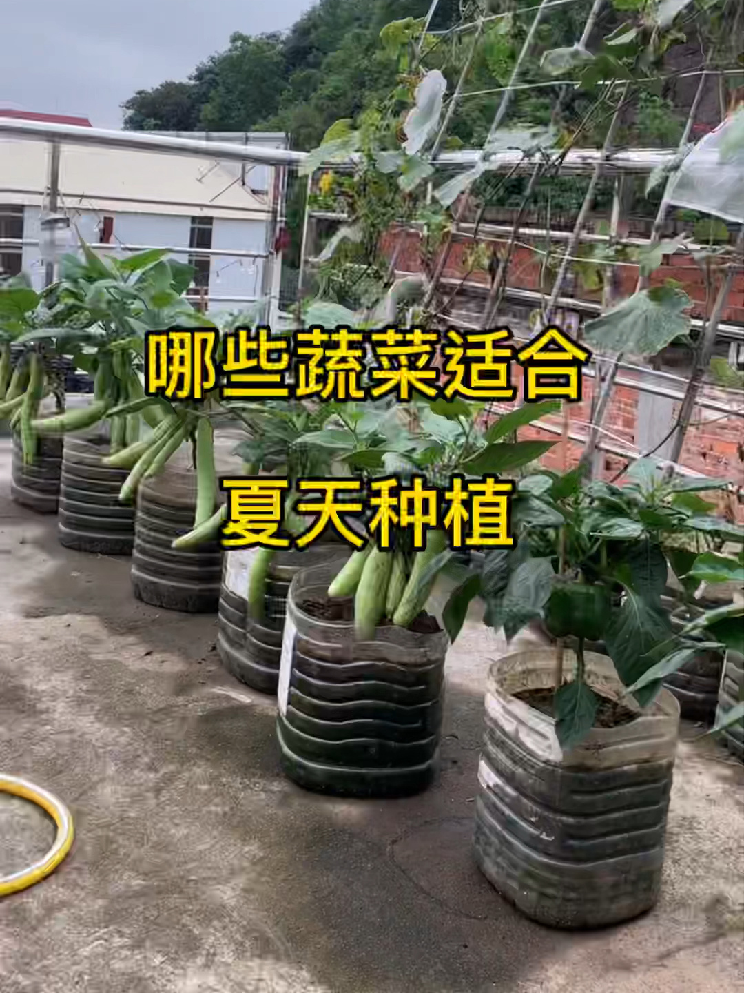 适合夏天种植的蔬菜有哪些
