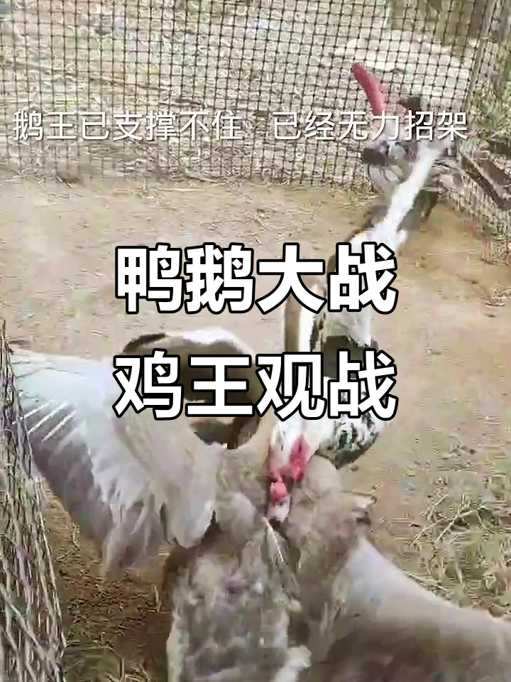 鸭王鹅王争霸赛，鸡王在一旁看热闹