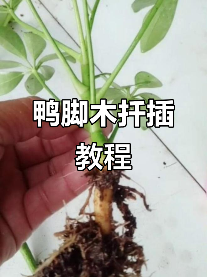 鸭脚木扦插技巧大公开,轻松生根成活