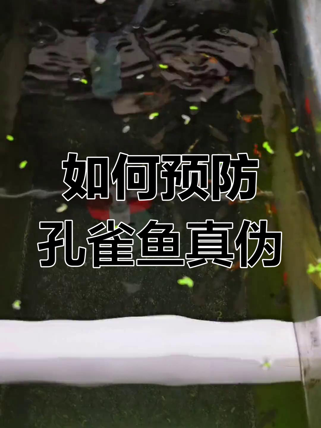 防止孔雀鱼宝宝针尾的五要点
