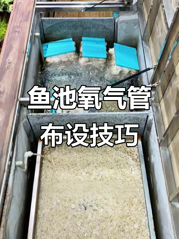 鱼池氧气管安装全攻略,如何提高水质与锦鲤健康