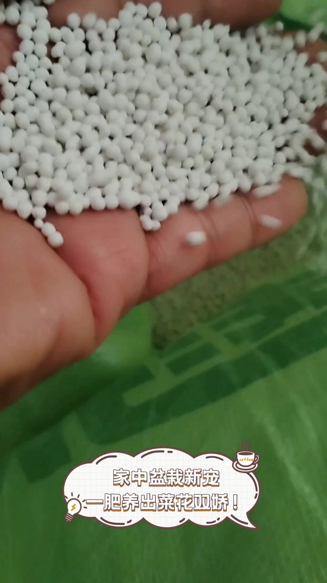 家中盆栽新宠,一肥养出菜花双娇!