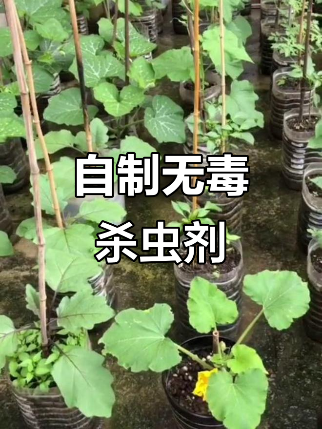 告别农药,自制环保杀虫剂,守护健康瓜果蔬菜!