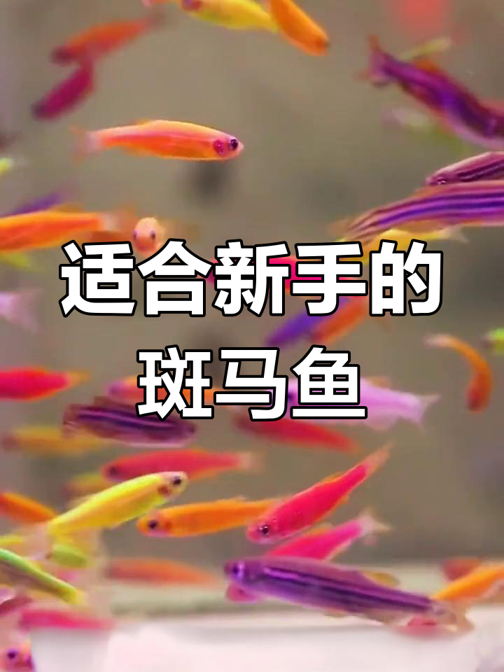 新手养鱼首选:斑马鱼的饲养技巧