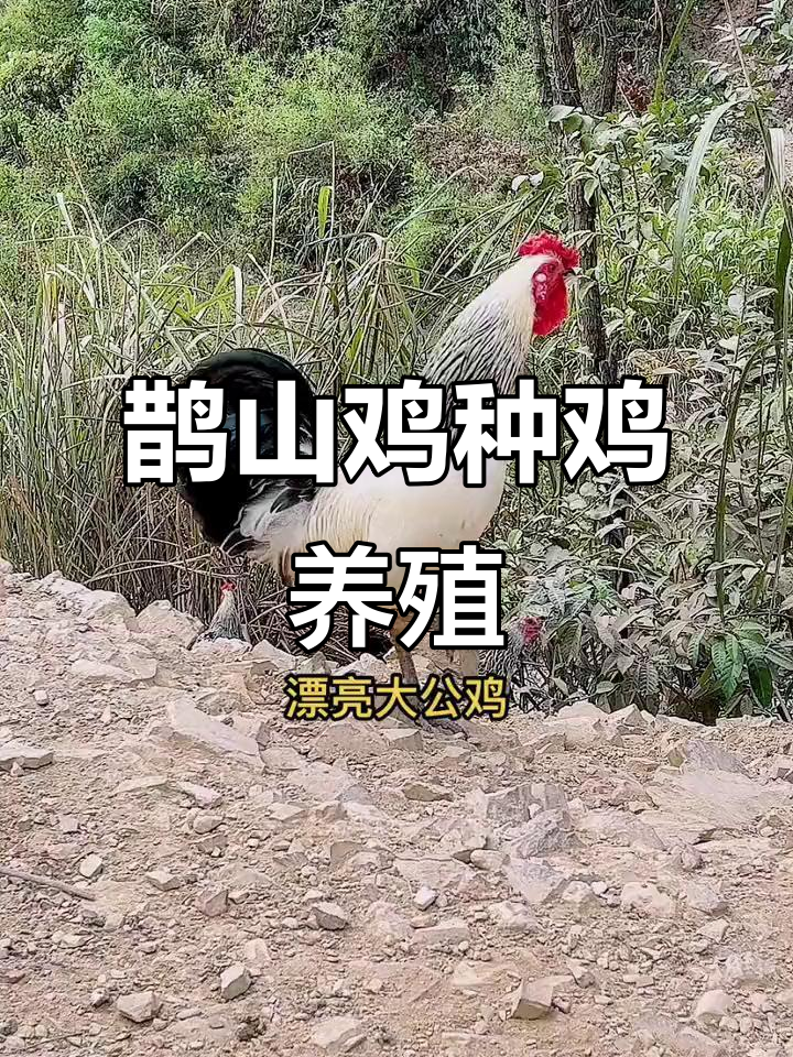 鹊山鸡养殖场:美丽大公鸡展示