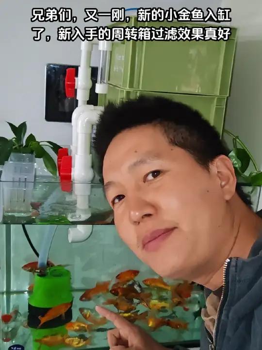 新入手的周转箱,过滤效果确实不错,新的金鱼也入缸,业余爱好 鱼儿自由自在的水中游 小金鱼 