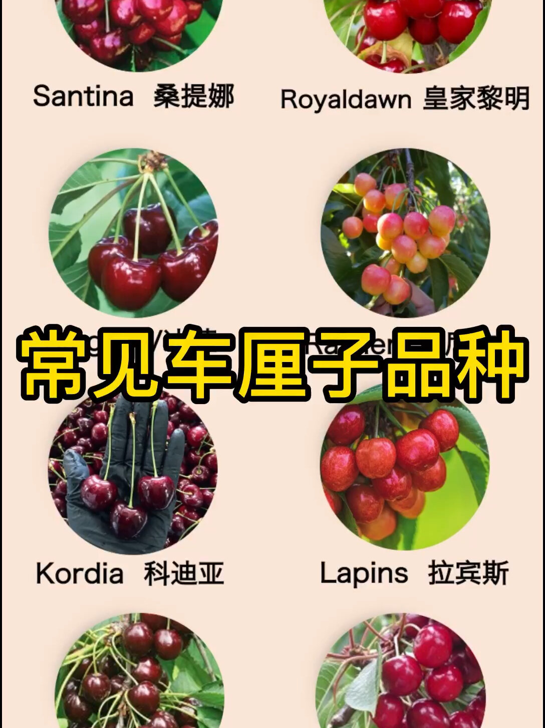 车厘子品种大全