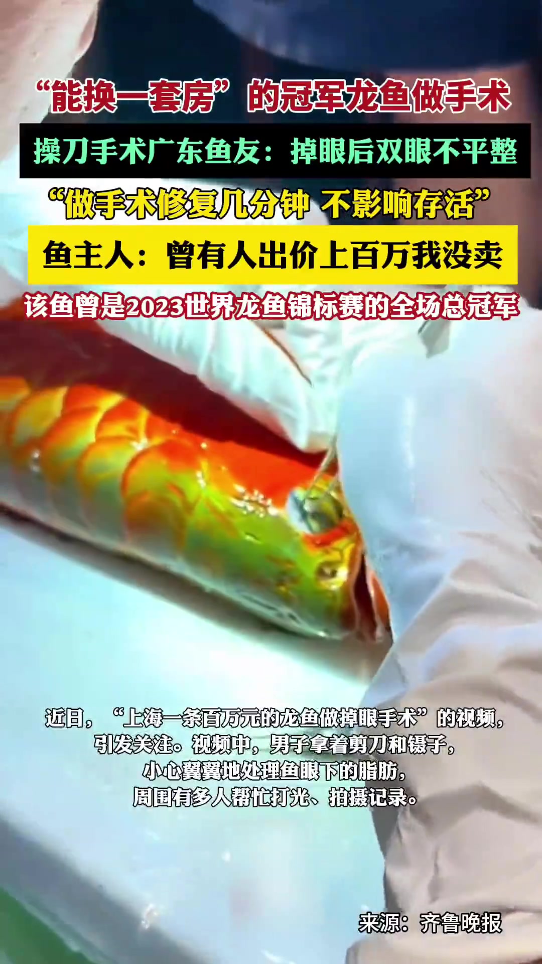“能换一套房”的冠军龙鱼做掉眼手术,鱼主人:曾有人出价上百万我没卖