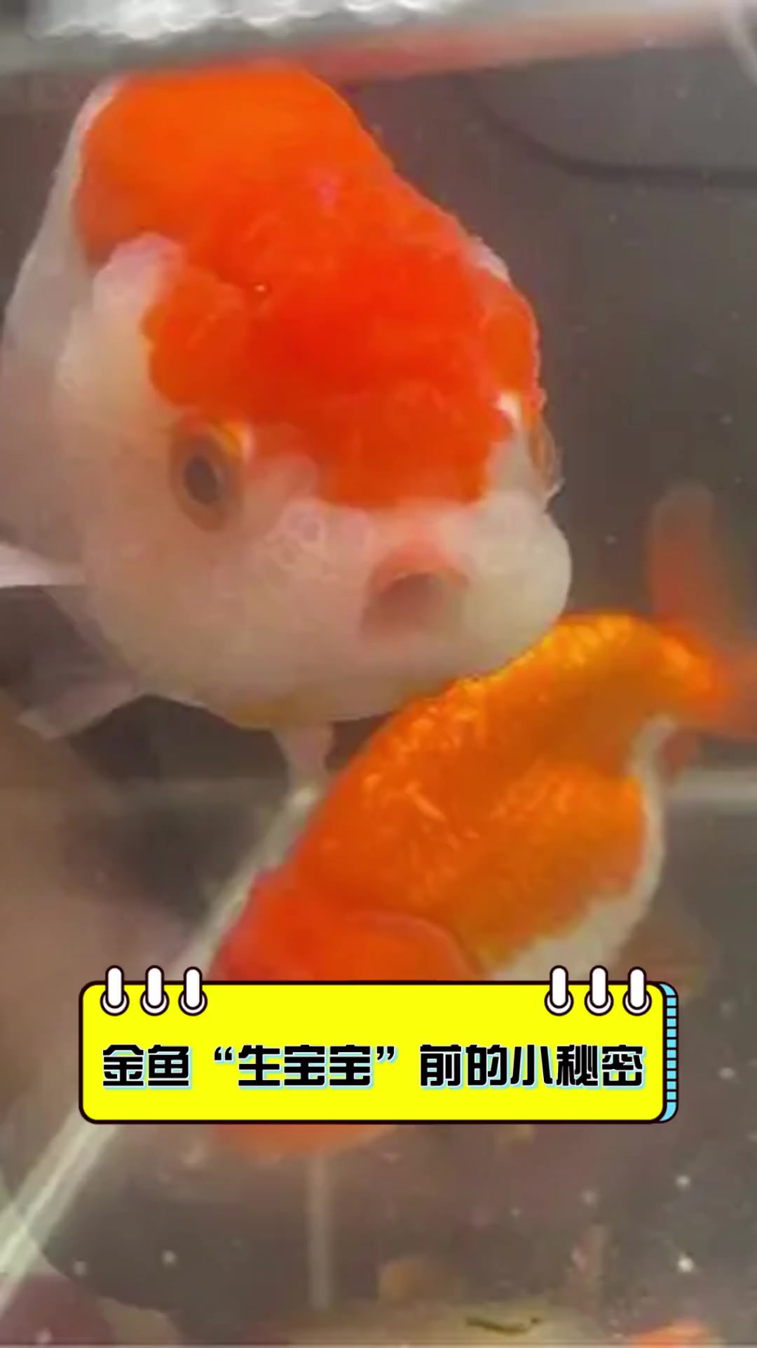 金鱼“生宝宝”前的小秘密