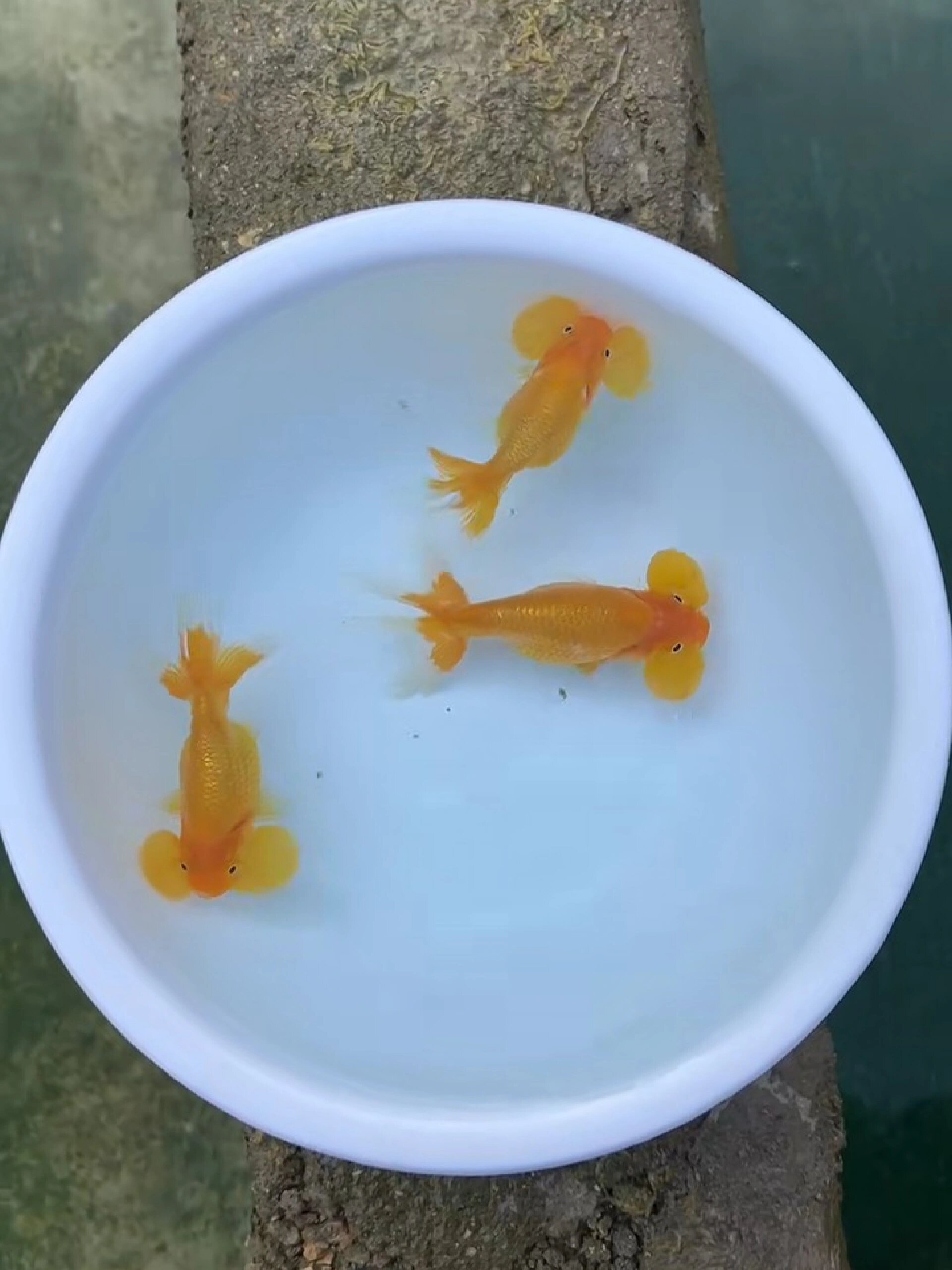 水泡眼金鱼