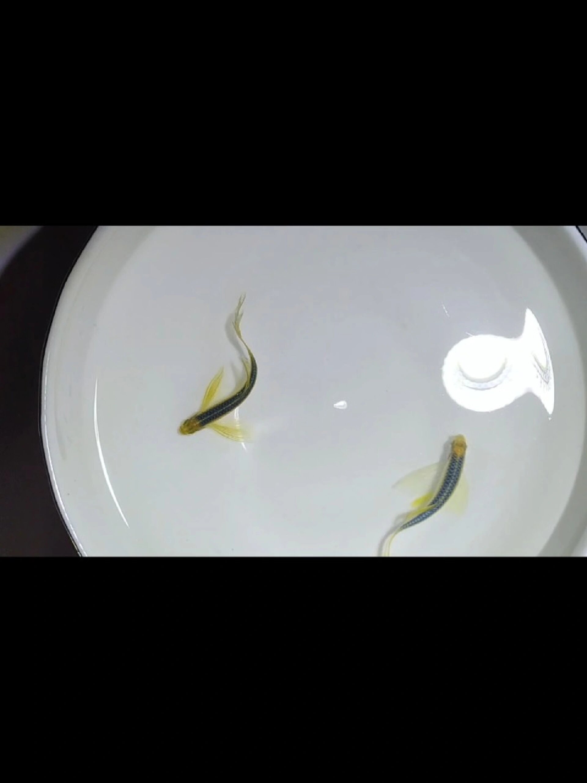 蓝莓长尾蝶翼斑马鱼