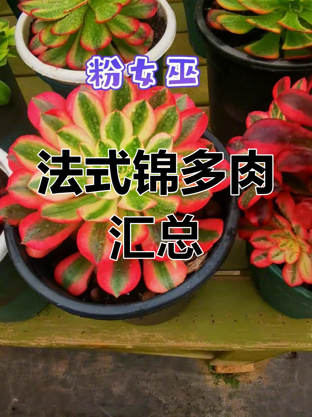法式锦多肉品种大全,快来补充!