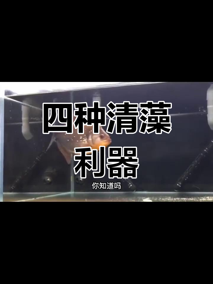 鱼缸清洁必备工具鱼,最后一种让人又爱又恨