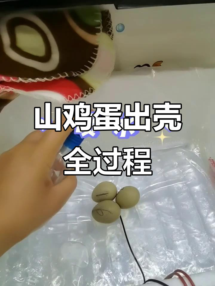 孵蛋倒计时:山鸡蛋孵化全程揭秘,最后剩三个宝宝
