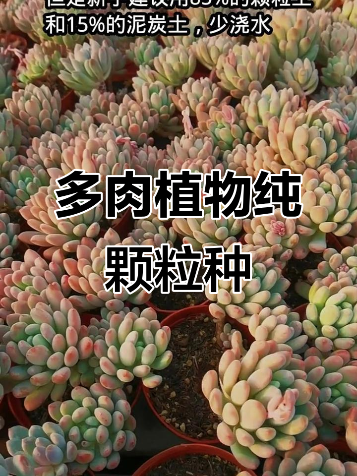 灯美人多肉:纯颗粒种植技巧,新手必看