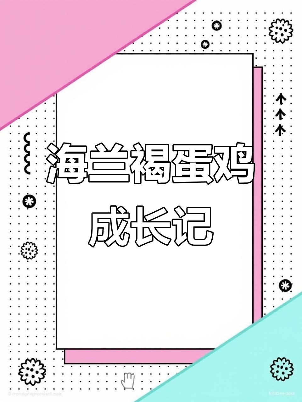 海兰褐蛋鸡品种揭秘:从雏鸟到成年的变化与特征