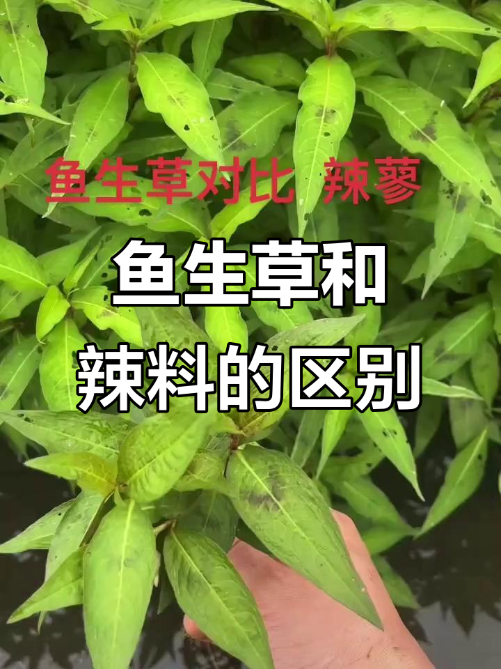 鱼生草与辣料大不同，别被误导了！
