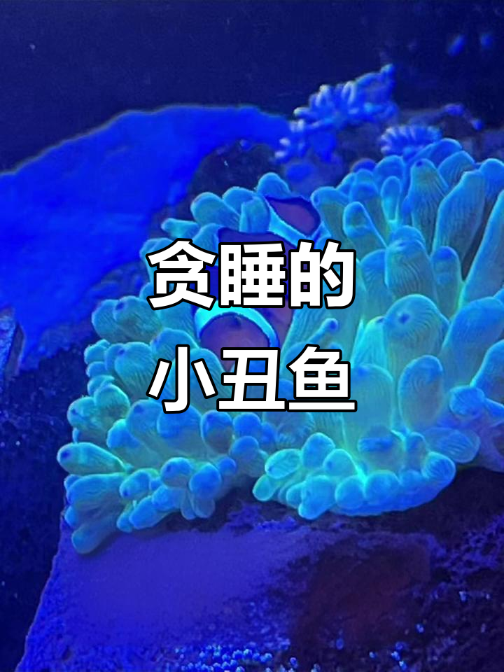 小丑鱼也爱“躺平”,看看它曼妙的睡姿
