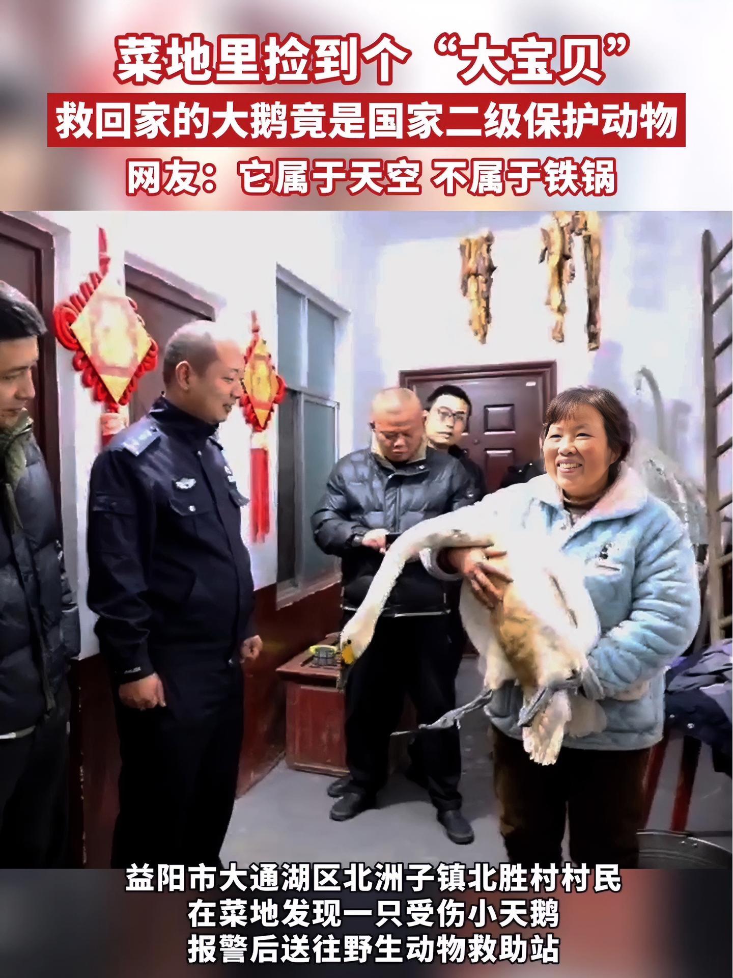 从菜地救回的大鹅竟然是国家二级保护动物,益阳 热心村民送受伤 小天鹅“回家”