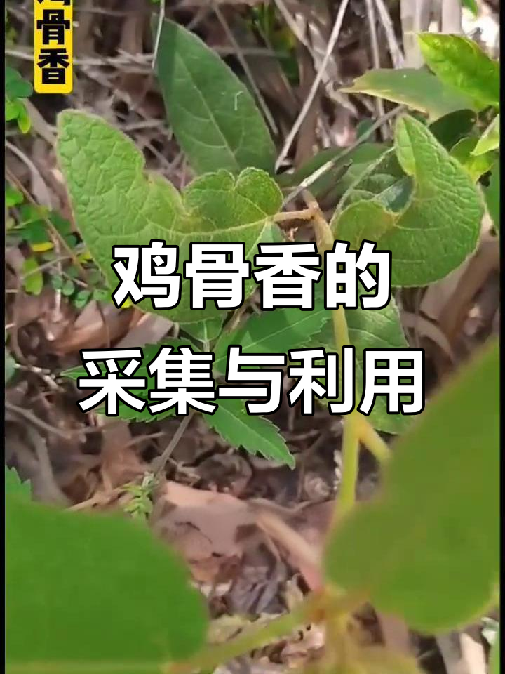 鸡骨香，大戟科植物根茎，全年可采收切片晒干