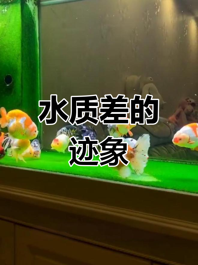 鱼缸水质差的表现及应对