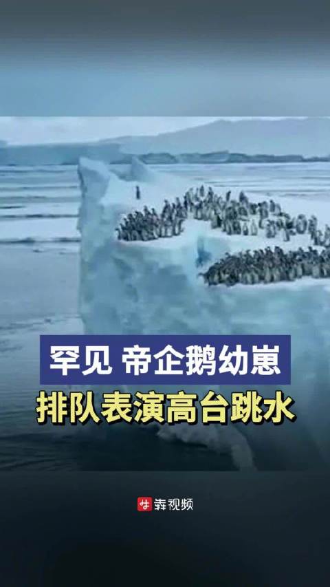 「罕见!帝企鹅幼崽排队表演高台跳水」近日,美国国家地理网站发布了摄制组在南极洲冰川拍到的罕