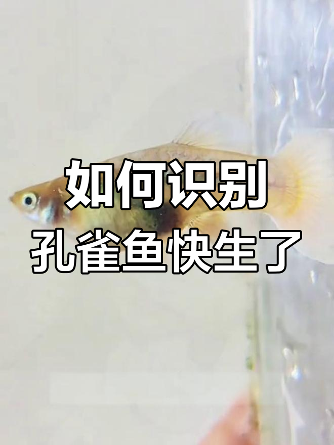 孔雀鱼临产前兆,如何判断是否要生宝宝