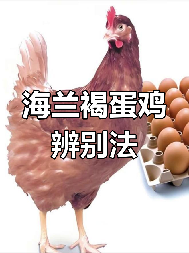 如何辨别海兰褐蛋鸡真假
