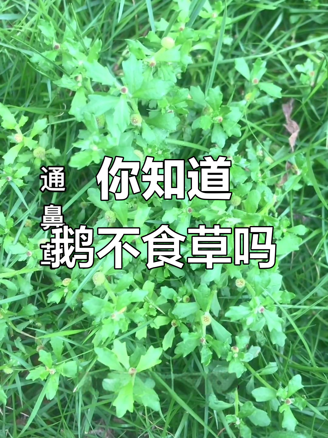 鹅不食草：你见过这种植物吗？它竟然能治鼻炎！
