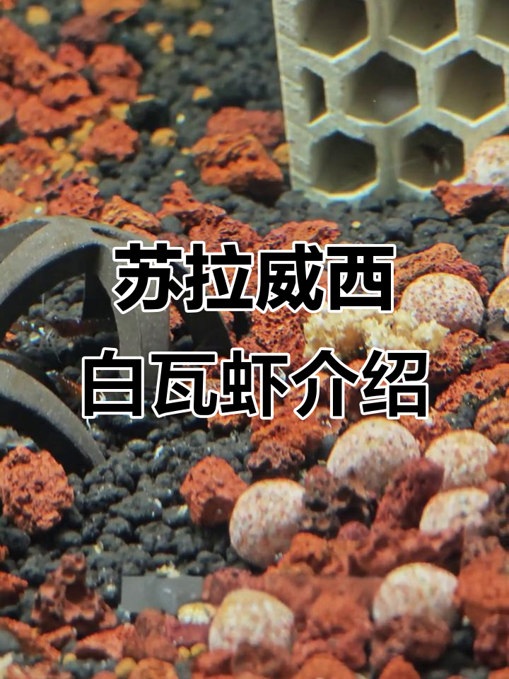 苏拉威西白袜虾:从海洋到淡水,美丽又难养的虾类