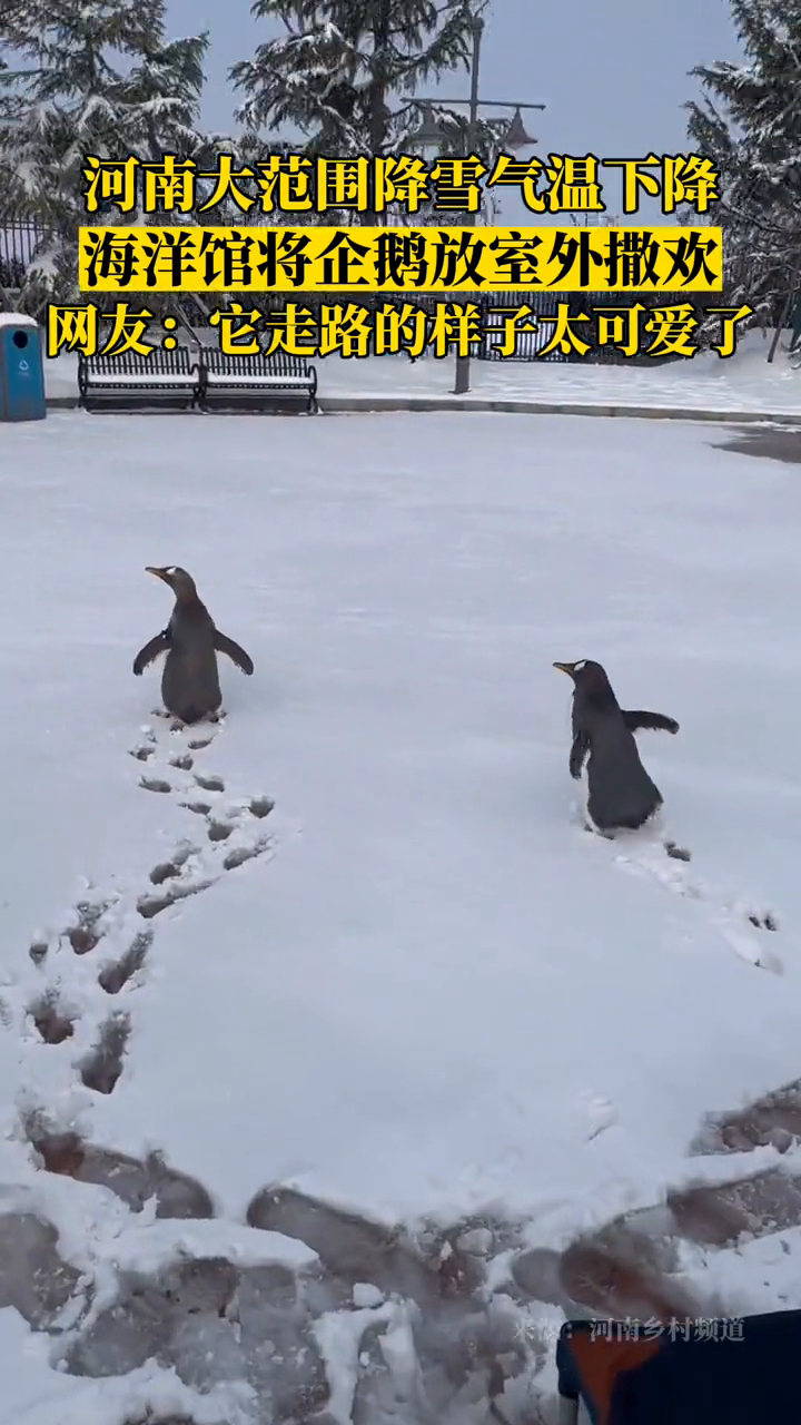 河南大范围降雪,海洋馆将企鹅放室外撒欢,网友:走路样子太可爱