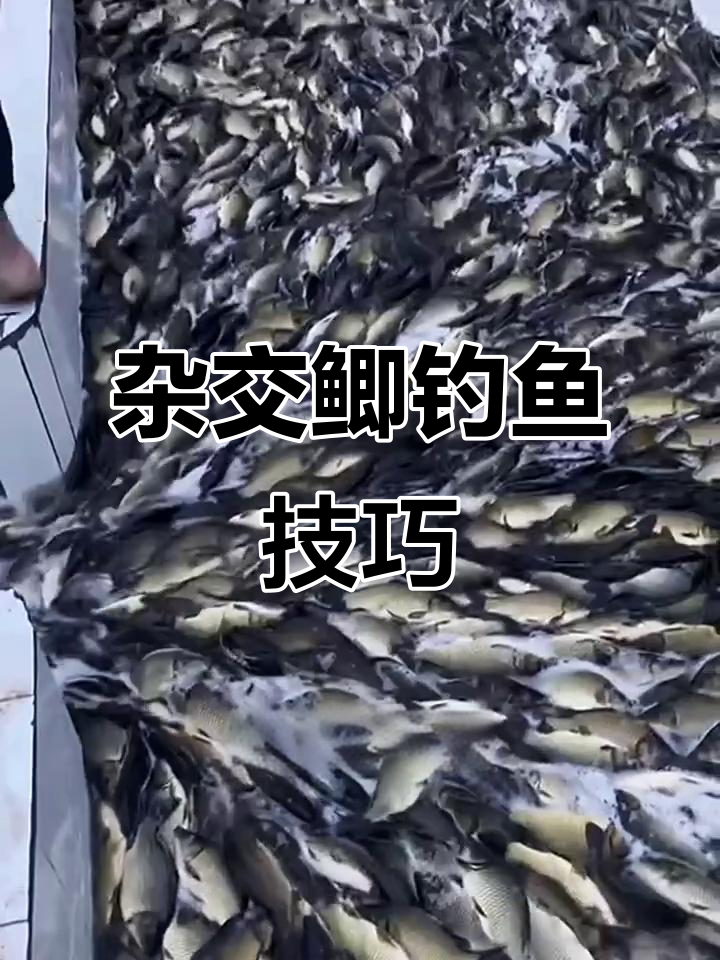 杂交鲫鱼钓法揭秘:工程鲫与黄金鲫的差异