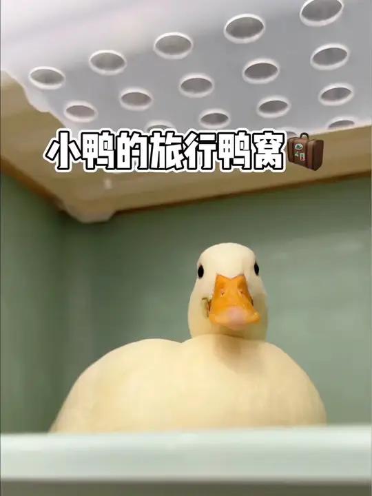手工改造小鸭的旅行鸭窝   柯尔鸭绝味 柯尔鸭的窝 鸭窝 旅行鸭窝