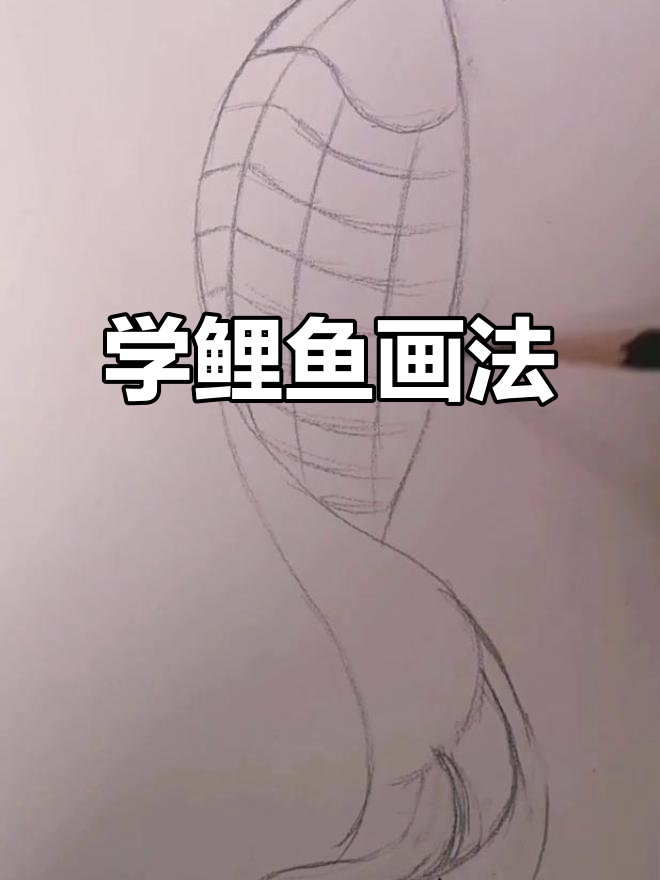 轻松学会鲤鱼画法,简单步骤教你画出栩栩如生的鱼儿