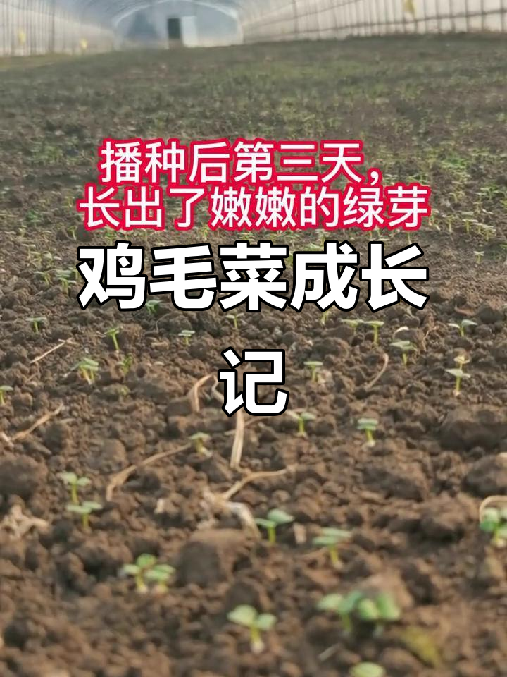 8月28日起,26天见证鸡毛菜从种子到嫩芽!