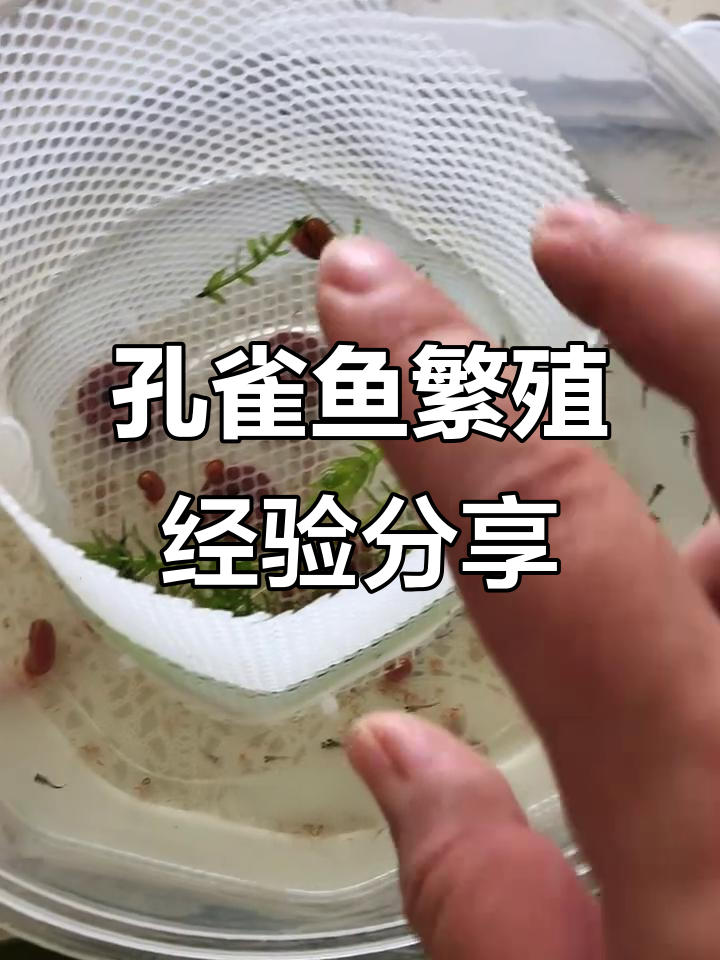 孔雀鱼繁殖技巧:0.3孔隔离盒使用心得