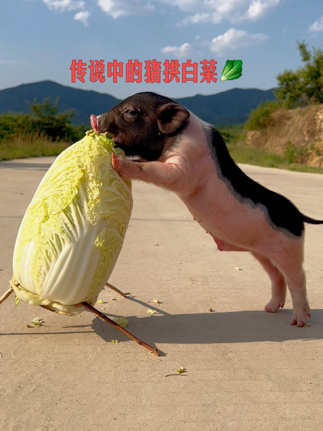 这就是传说中的猪拱白菜吧
