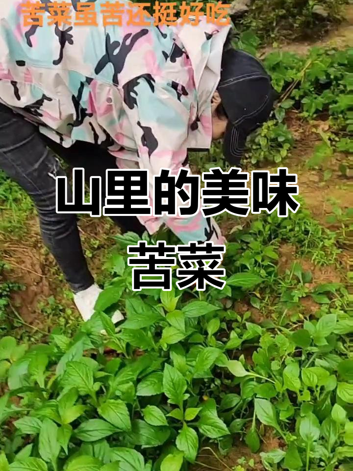 苦菜山野味,种上一片吃不完