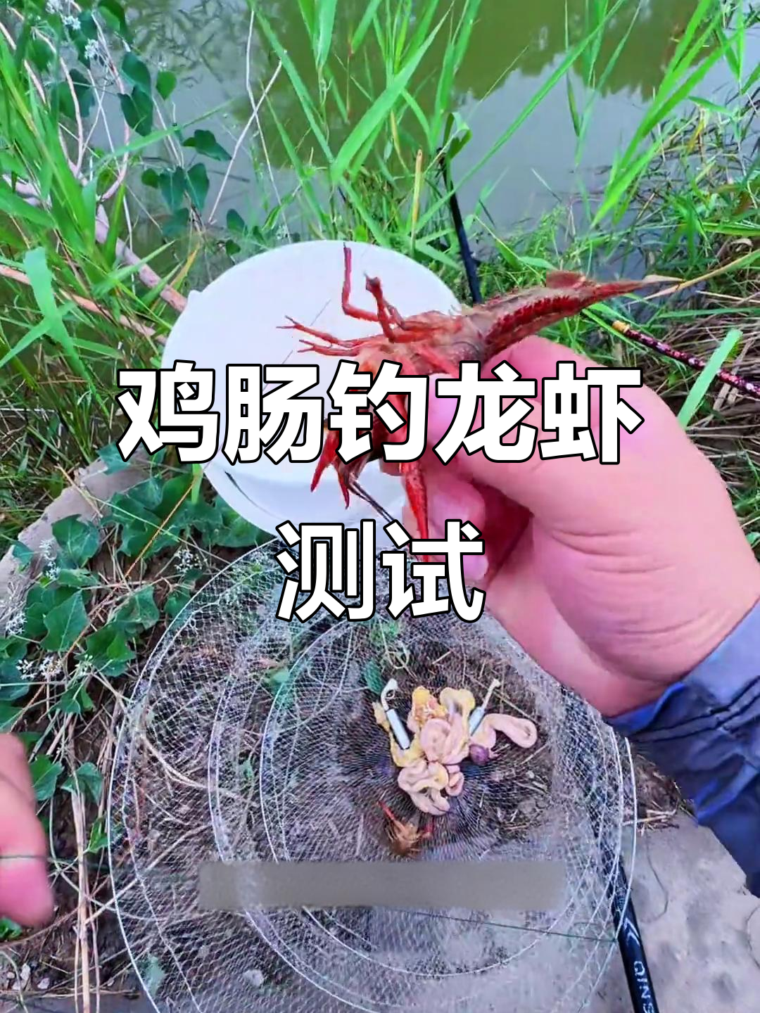 鸡肠钓龙虾效果惊人,二十分钟爆网五只