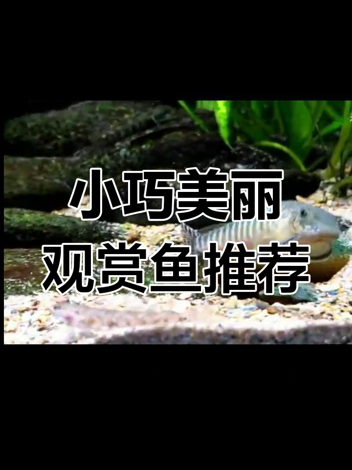 盘点那些美到让人无法自拔的小型观赏鱼,黑珍珠江、熊猫西丘等