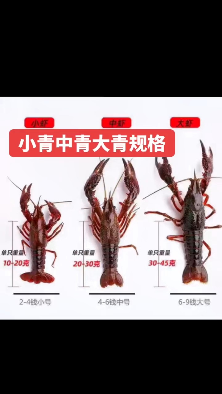 小龙虾规格区分
