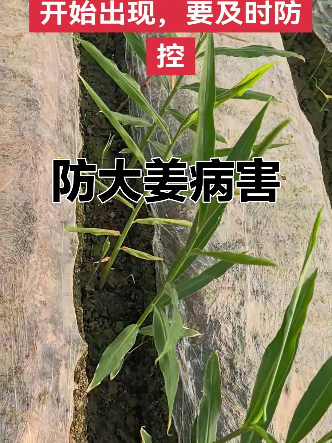 大姜茎腐病与根腐病的防控技巧,通风控水是关键