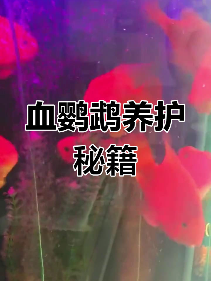 血鹦鹉变红秘诀,解决常见问题让鱼儿更鲜艳!