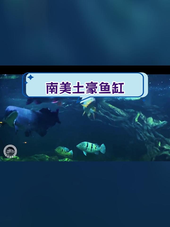 打造超豪华南美鱼缸,挑战极限造景