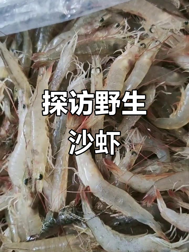 野生沙虾大揭秘,牙刷刷黑去抽烟?