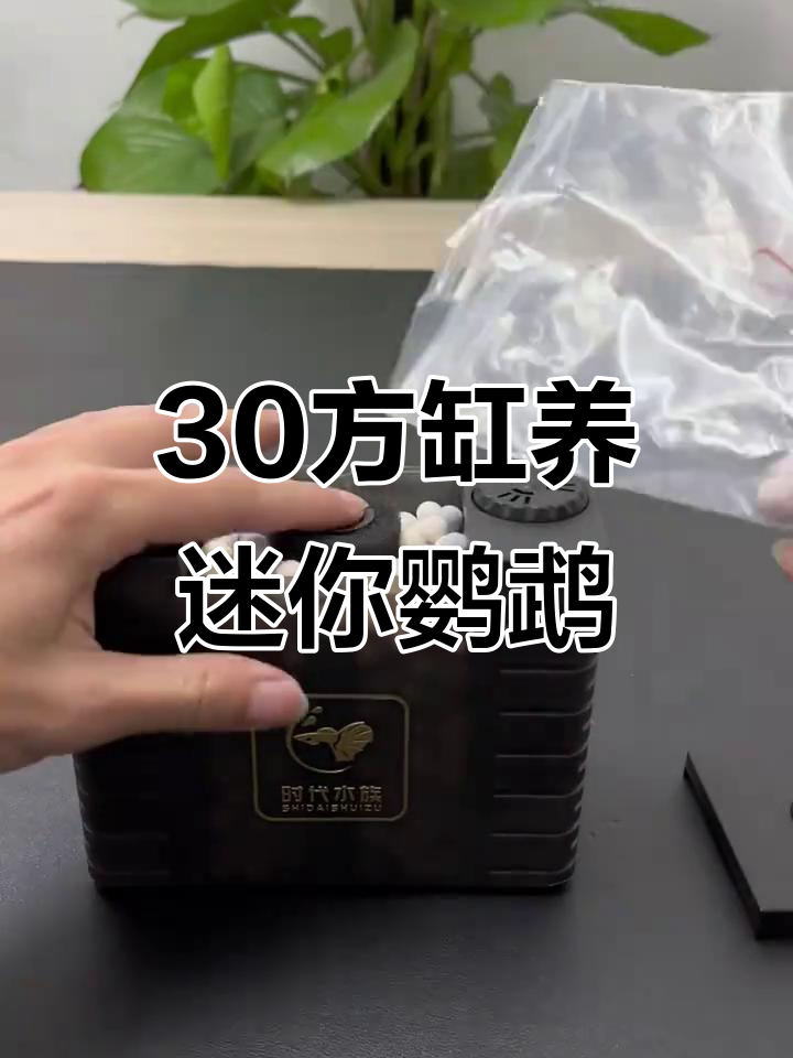 迷你鹦鹉鱼苗养殖全攻略：30方缸水妖精过滤系统搭建