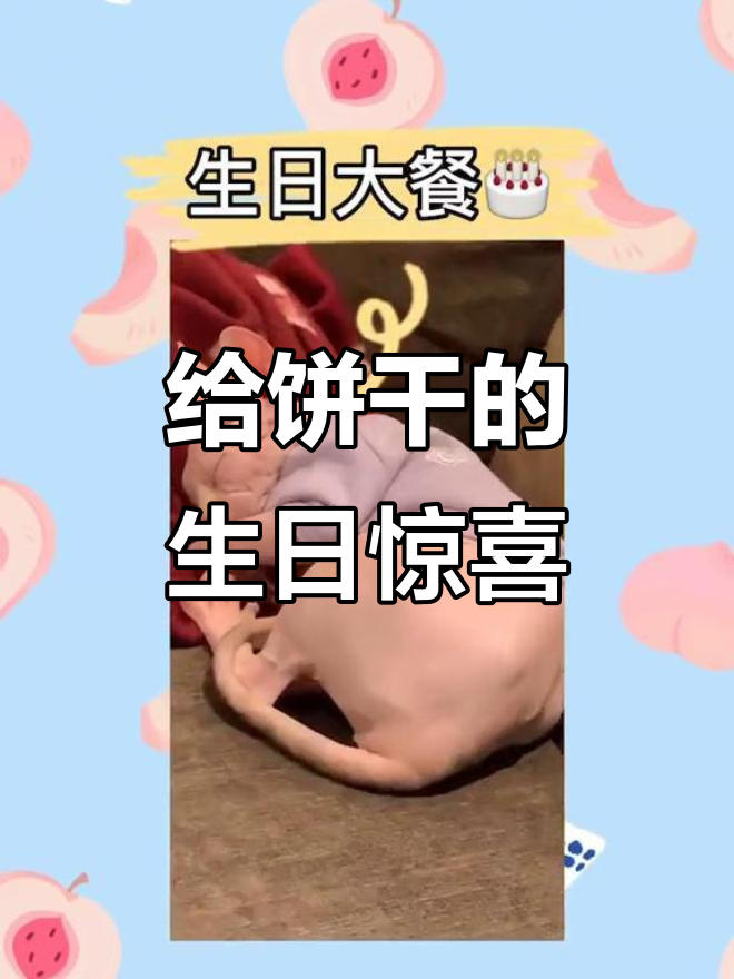 饼干生日蛋糕大制作,宠物吃播欢乐多