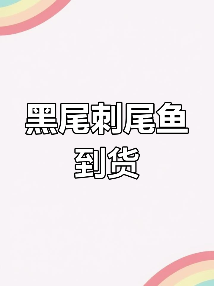 美国KoralKing鱼店新到货:黑尾刺尾鱼(眉吊)黄化变异,价格飙升至五位数
